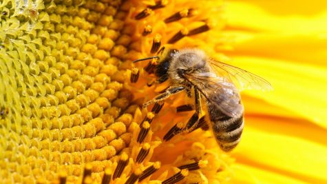 Pollinating bees replaced by drones
