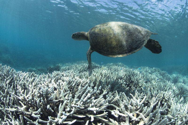 Great Barrier Reef is dying