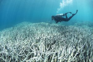 damged-coral-at-heron-island-in-february-2016-xl-catlin-seaview-survey