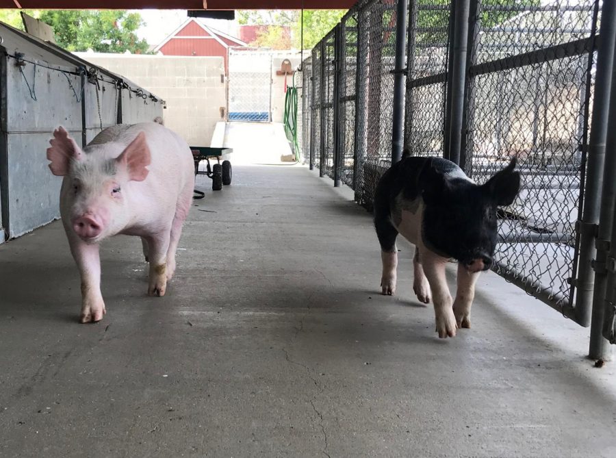 Pigs like Nico (left) and Autumn (right) are raised by FUHS students on campus for meat production. Photo by Aubrey Rynders.
