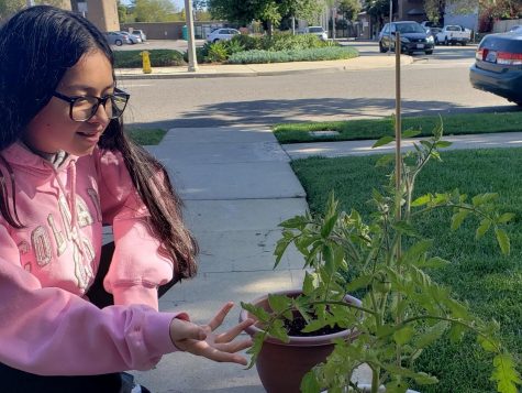 Tribe Tribune club editor Alejandra Rodriguez admires her unnamed green beans. Photo courtesy of Alejandra Rodriguez