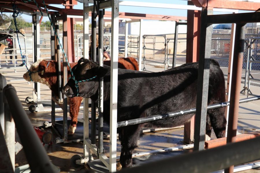 Steers belong to FFA members Paige and Macy Alcott. Photo by Arashk Alivandi. 