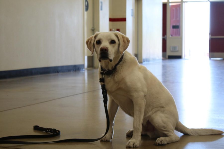 The drug detecting dogs used by the school have reduced drug use on campus. 