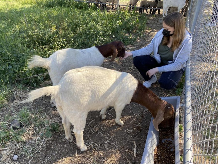 Sophomore Macy Alcott will show her goats for an event called Imaginology in Costa Mesa on April 9.
