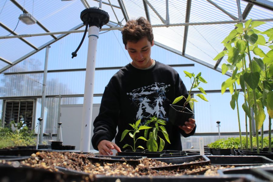 Senior Matthew Abernathy plants sweet chili peppers in the FUHS greenhouse.