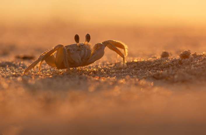 Sophomore Cadeo Scott-Schipper took this photo of a crab at sunset when he was visiting Delaware Bay. His model was very cooperative; the crab waited patiently as Cadeo adjusted his camera to just the right settings.