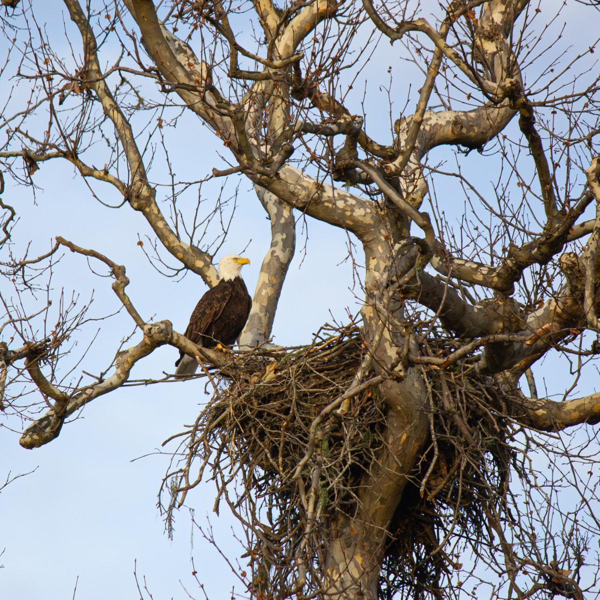 Sam Cafferty Bald Eagle