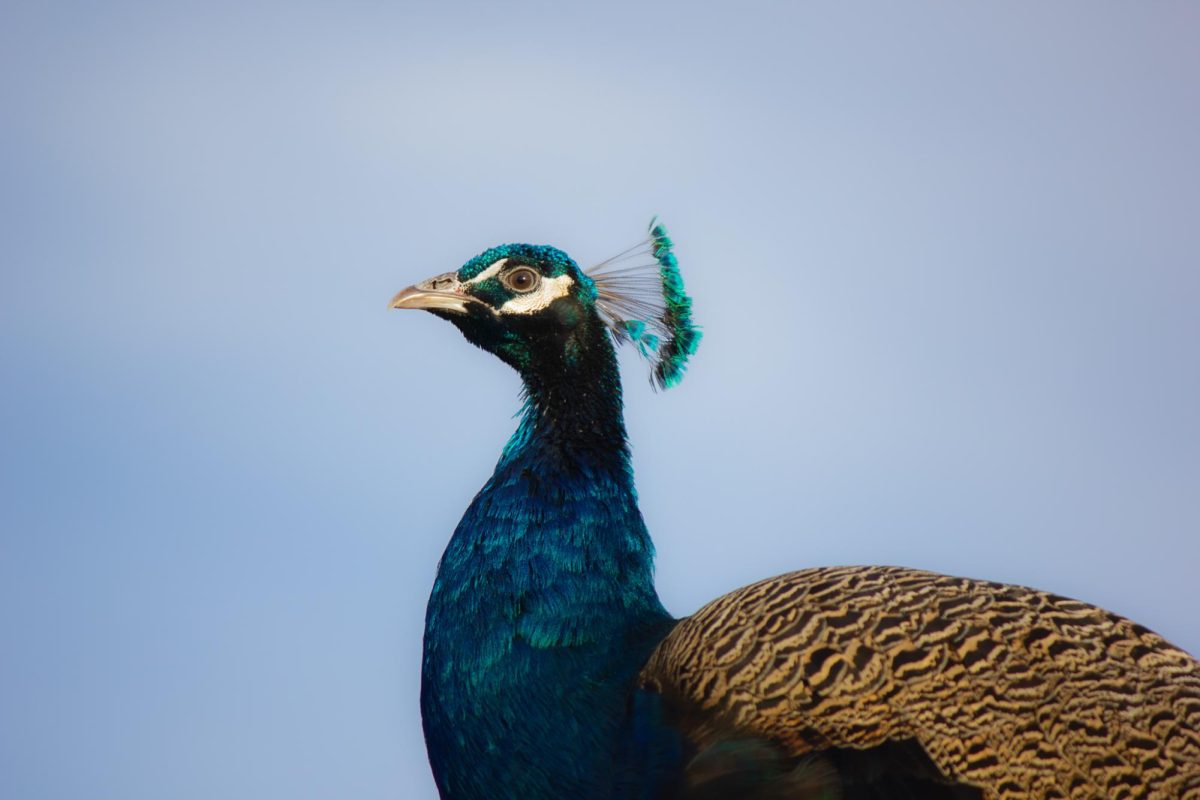 Cafferty said this Indian Peafowl was at the Salton Sea where a feral population of bird was living in a small town called Bombay Beach. Photo by Sam Cafferty